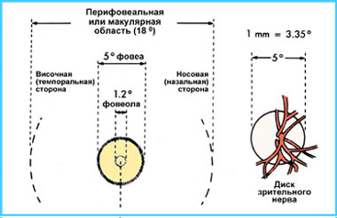 Анатомия сетчатки и зрительного нерва